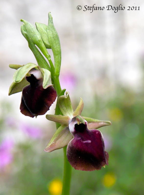 Ophrys helenae